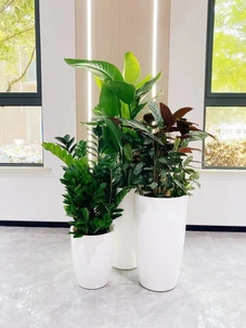 宁波海曙花木出租专业