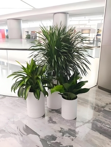 宁波杭州湾绿植租赁价格实惠 宁波杭州湾绿植租赁价格实惠